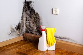 Best Black Mold Removal in Canutillo, TX